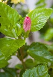 Check spelling or type a new query. Hibiscus Grafting Methods Pruning Time Training Agri Farming