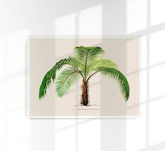 Image result for Acanthophoenix