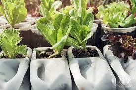 7 steps to growing lettuce indoors. Growing Lettuce Indoors For Fresh Greens In The Winter Or All Year Long
