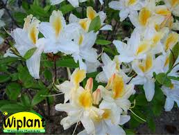 Rhododendron Illusia Azalea Hojd 1 3 M Zon Iv Vaxter Buskar