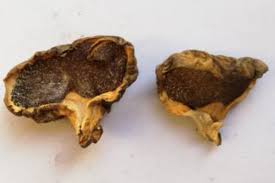 Image result for Scleroderma polyrhizon