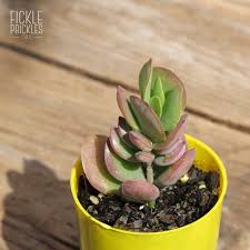 Image result for Kalanchoe rotundifolia