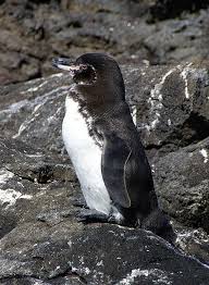 They are the only they breed throughout the year but the best time is may to june when water is coldest at less than 23˚. Galapagos Penguin Bird Facts Spheniscus Mendiculus Az Animals