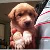 Golden retriever rescue of maine, inc. 1