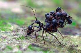 How Many Ants Would It Require To Kill An Anteater? - Quora