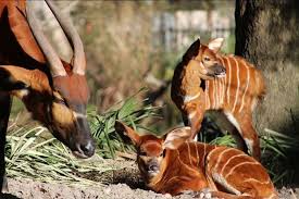 How do you spell antilope in english? Critically Endangered Newborn Antelope Sets Its Feet In A Polish Zoo