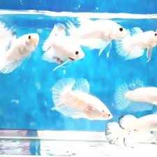 Bettafish Crosing Indukan Marble Ready Nyari Buat Pket Ekor Satu Mau Yg 10 Ready Marble Yg Mau Nyari Buat Crosing Induka In 2020 Fish Pet Betta Fish Betta