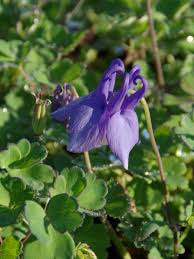 Image result for Aquilegia flabellata ministar
