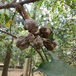 Image result for Khaya grandifoliola