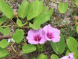 Image result for Ipomoea richardsiae