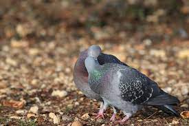 What You Need To Know About Pigeon And More Specifically Baby Pigeons Pest Wiki