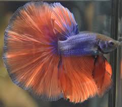 Show Quality Betta Fish Details About Live Betta Fish Amazing Super Show Quality Purple Red Betta Fish Betta Pet Fish