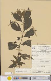 Image result for Mostuea brunonis