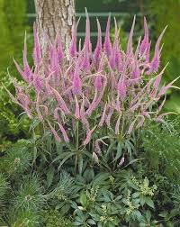 Il n'est pas toujours évident de trouver des plantes adaptés pour un balcon ou. Veronique A Fleurs Roses X 3 Veronicastrum Virginicum Fascination
