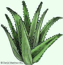 El barbadensis miller, tradicionalmente conocido como aloe vera, es una planta medicinal muy popular de tallo corto y grueso que almacena agua en lo más utilizado del aloe vera son las hojas. Toxicidad Contraindicaciones Y Efectos Secundarios Del Aloe Vera Botanical Online