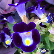 1036 saybrook road haddam, ct 06438. In Dense Urban Japan Flowers Bring Beauty And Solace The New York Times