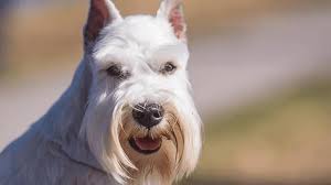 Black and white miniature schnauzer sitting on a couch. White Schnauzers Your Go To Guide The Schnauzer Collective