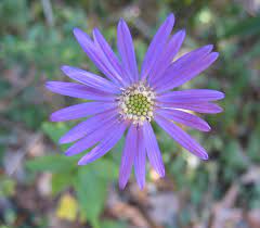 Using Georgia S Native Plants Georgia Gardening Georgia Gardening Native Plants Native Garden