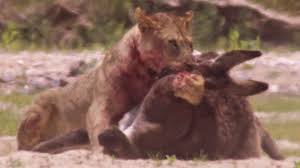 Peggye mcnair (pictured) and mark mere were killed following at camel kisses farm near wichita falls on saturday. Young Lions Kill Donkeys Bbc Earth Youtube