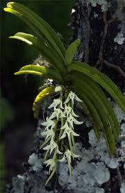 Image result for Cyrtorchis praetermissa