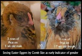 Sexing Chickens Easter Eggers By Comb Easter Eggers Americana Chickens Urban Chickens