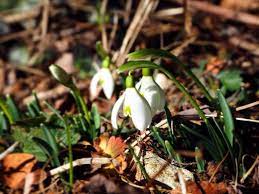 Jan 19, 2021 · fiori estivi resistenti al sole. Fiori Bianchi Sottobosco