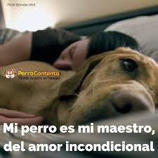 Mi Perro Es Mi Maestro Del Amor Incondicional Perros Perros Frases Amor Incondicional