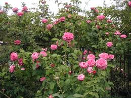 She married robert of naples, but was never queen of naples since she died before her husband inherited the throne. The Pool Bed With Yolande D Aragon Rose Photo Missy Gardenwhimsy Photos At Pbase Com