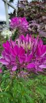 Image result for Cleome