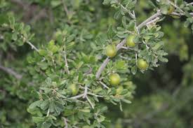 Image result for Diospyros squarrosa