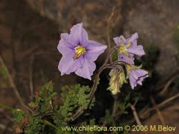 Image result for Solanum sp. A