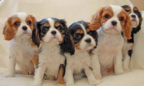 Favorite this post jul 7 Cavalier King Charles Spaniel Breeders Petfinder