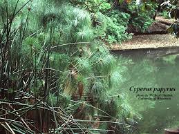 Image result for Cyperus papyrus