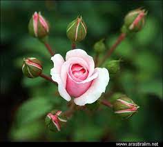 Karanligi Aydinlatan Isik Cicekler Angel Plant Flowers Plants