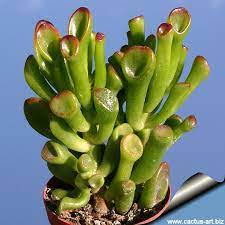 Check spelling or type a new query. Crassula Gollum Jade Plants Succulents Crassula Ovata