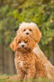 Cavoodles Come In Two Sizes The Toy And The Miniature Cavoodle The Difference In Size When Full Grown Can Be Seen In Cavapoo Puppies Little Pets Cavapoo Dogs