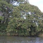 Image result for Albizia glaberrima