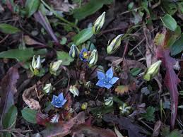 Image result for Swertia pleurogynoides