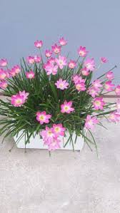 Image result for Zephyranthes minuta