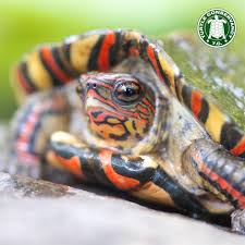 Painted Wood Turtle Rhinoclemmys Pulcherrima Manni Wood Turtle Turtle Turtle Habitat