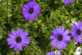 Image result for Brachycome