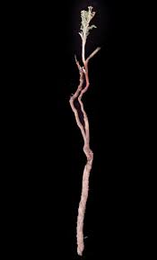 Image result for Jatropha botswanica