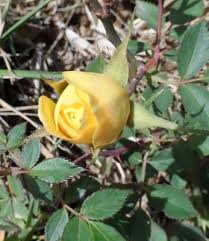 وردة صفراء Yellow Roses Plants Rose