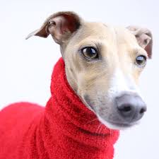 It gets along with children, provided that they know not to treat the dog as a toy. The Full Hari Clothes For Italian Greyhounds