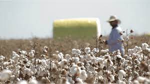 Colheita Do Algodao Conheca As Principais Tendencias Syngenta Digital