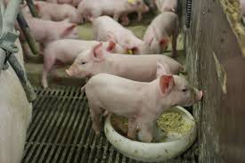 Jun 01, 2021 · grote brand bij nederlands landbouwbedrijf bij weert: Thema Avond Voeding Thema Avond Voeding Te Nederweert Eind Pigbusiness Nl Nieuws Voor Varkenshouders