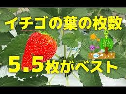 いちごの葉とわき芽の管理方法をプロが解説 Youtube いちご 栽培 アスパラ 栽培 いちご