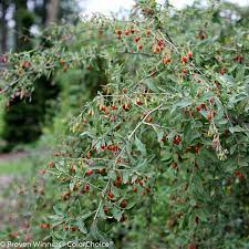 In this study, we aimed to characterise the proteome of goji berries (lycium barbarum). Sweet Lifeberry Goji Berry Lycium Barbarum Proven Winners
