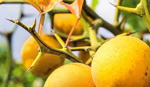 This tree has leaves that look exactly like my moonglow and ayers pear trees, but it has a different growth habit, not upright, and very small thorns, i guess you'd call them, at the ends of the branches. Yale Scientists Solve A Thorny Problem Yalenews