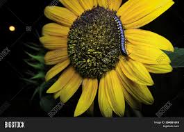 Definitions, idioms, examples and more. Ulat Gonggok Image Photo Free Trial Bigstock